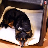 TAMI Backseat L – Faltbare Rücksitz-Hundebox mit Airbag-Funktion